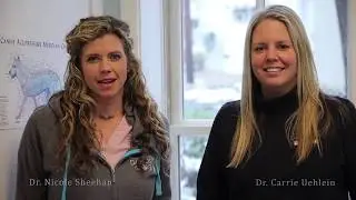 The Veterinary Hospital of Davidson