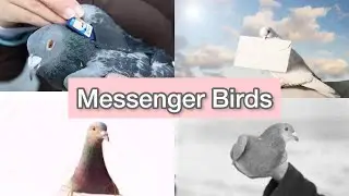 5 Smart Bird Species Crucial to Ancient Communication: Meet the Messenger Birds 🦅