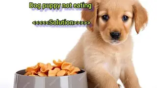 Dog not eating|dog puppy eating problem|dog appetite|#dog #germansheperd #cat #cat #foryou