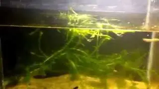 Rainbow goodeids