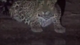 Pete's Pond :  Our Leopard was back tonight for a drink 9:31 PM  Oct 28, 2016
