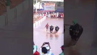 Sarapadi kelaginaballi #kambala #kambula #mangalore #race #sports #speed #viral #run #running #track