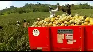 This is Value  for Money  on the Akuapem Ridge.Agriculture Revolution. 