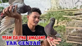 pasukan lumajang team galena di anneversary solo7 Agustus 2025