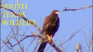 South Texas Wildlife