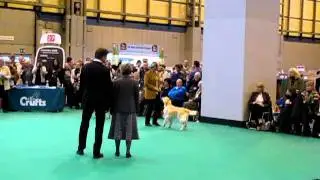 Crufts 2011: Best of Breed Golden Retrievers (by Waterbabies)