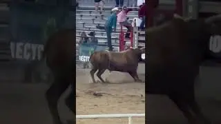 Save your life! #shorts #rodeovideos #bullfighter #bull #crazyanimals