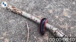 Millipede Climbing, Turning, Crawling Video ~ Animation References