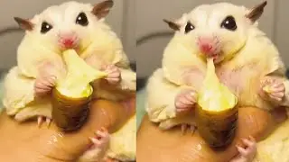 ASMR delicious cheese silkworm pupae, the little guy immerses himself in eating!