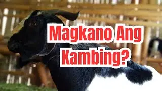 PRICES of Goats For BREEDING Purposes | Goat Farming