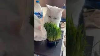 Аты поставил? #shortsfeed #catvideos #cat #shortsvideo #shorts #catlife #cutecat