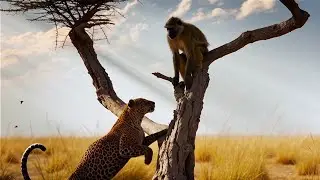 How smart monkey saves himself