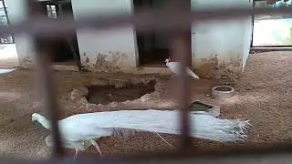 White peacock 🦚