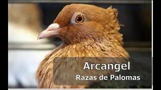 Arc&aacute;ngel - Razas de Palomas