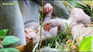 Nearly break heart see poor baby Duke situation like this,Poor Duke much tired &sleeping 0n ground