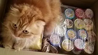 I am a cat, I sleep all day and killing for fun