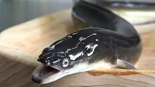 Навыки разделки угрей - тайваньская кухня
