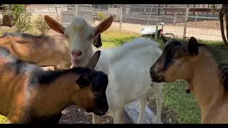 Ventajas de la Cabra Alpina