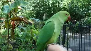Observing nature in the City
