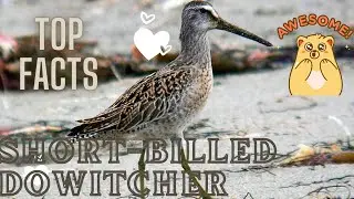 Short-billed Dowitcher facts 🦆 inhabitant of North Central America Caribbean northern South America