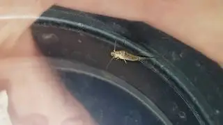 I found a Jumping Bristletail!