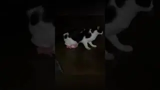 Cat Chaos #16