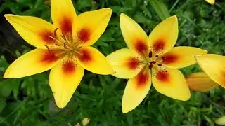 Yellow Flowers/Breathtaking Colors of Nature in 4K/UHD!/Flowers #18/Timelapse/Video Footage