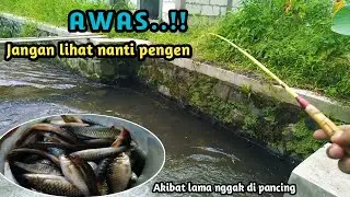 MANCING DI SELOKAN WADAH HAMPIR PENUH || Micro Fishing
