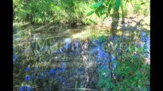 Bulimba Creek