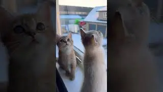 Snow outside, sunshine inside ❄️☀️My cats enjoying a perfect winter moment😸#snow #cutecat #kitten