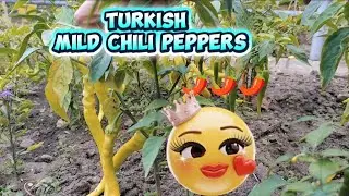 Turkish Chili Peppers Video Trailer