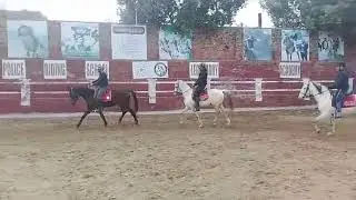 Learn Horse riding/Tent pegging. Call Ali Nayar Bhurwana 0345 7612279