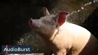 The Super Powers Of Pigs (According to Jon Stewart's Wife, Tracey)