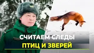 Охотоведы считают следы птиц и животных
