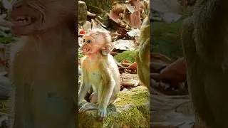 Skinny baby monkey videos ##4