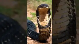 #snake#wild #cobra#animals #shortvideo#viral#shorts#anaconda#viral #shorts#shortvideos #viralvideos