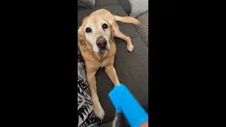 Avoid Costly Vet Visits: Try Our Miracle Dog Toothpaste!