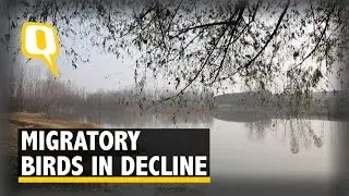 Kashmir&rsquo;s Shrinking Wetlands, Decling Migratory Birds
