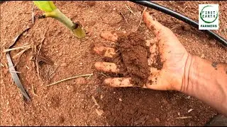 Yelakki Banana farming first earth farmers