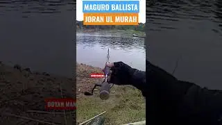 Khusus untuk yg low budget , Joran UL murah berkualitas #shorts #videoshort #maguro
