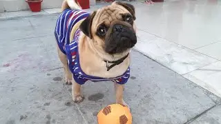 My pug loves his ball||Dog playing with ball|| Cutest dog||#shorts