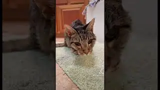 #cats #ourcat #catlover #cutecat #pets #oldcat #seniorcat #cute #kitty #kittycat