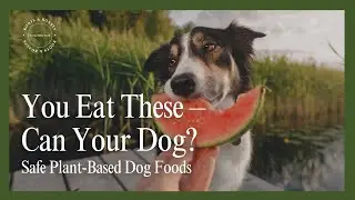 You Eat These&hellip; Can Your Dog? | Safe Plant-Based Dog Foods Explained