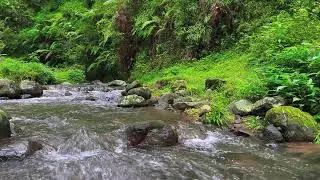 Shallow River Flow – Soothing Nature Sounds for Meditation