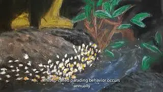 Journal of Zoology Paper of the Year 2021
