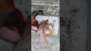 Ayam bekisar kawin dodokan #shorts #vidioshorts