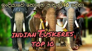Nadungamuwa Raja ට දෙවැනි | ඉන්දියාවෙ කේරලයේ ප්‍රසිද්දම ඇතුන්ගෙන් හොඳම 10 දෙනා | Indian Elephant