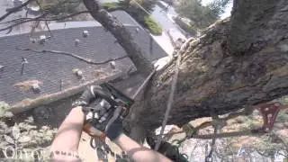 Speed-Line Pine Tree Removal