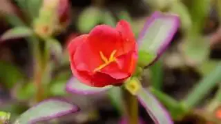 Restorative holiday 2018: Re-connection from Nature and from Within
