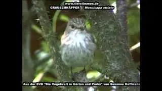 Grauschn&auml;pper ist ein guter Jagdflieger - Muscicapa striata